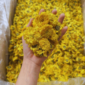 NỤ HOA CÚC KHÔ SẤY LẠNH