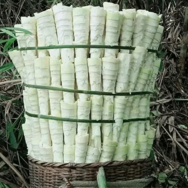 Công đoạn đi lấy Măng Nứa tươi để về làm măng khô