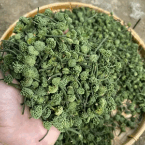 NỤ TAM THẤT