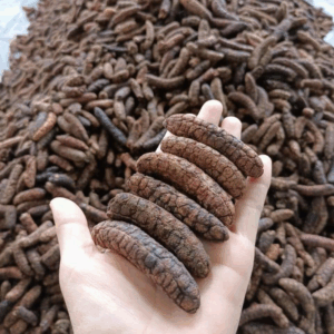 CHUỐI HỘT RỪNG